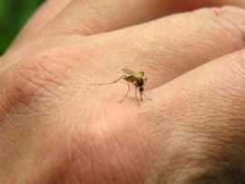 La situación del dengue en Monte Maíz