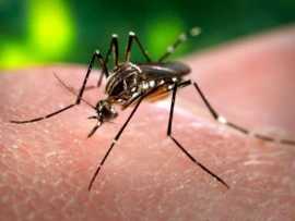 Disminuyeron los casos de dengue