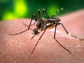 Prevención ante los casos de dengue en el país